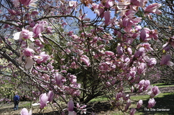 Magnolia 'Jane' — photo 1